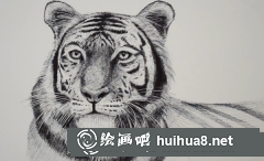 老虎頭部速寫教程視頻
