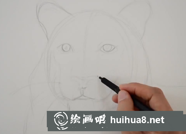 老虎頭部速寫教程