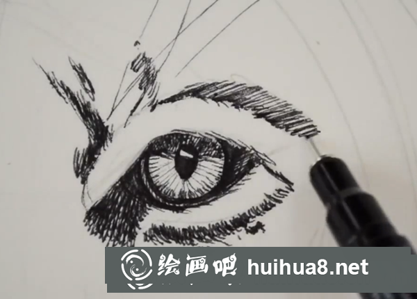 老虎頭部速寫教程