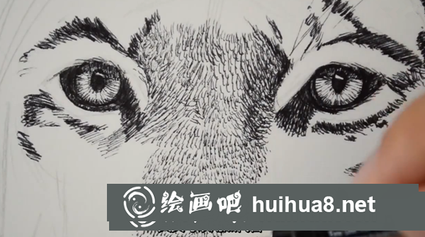 老虎頭部速寫教程