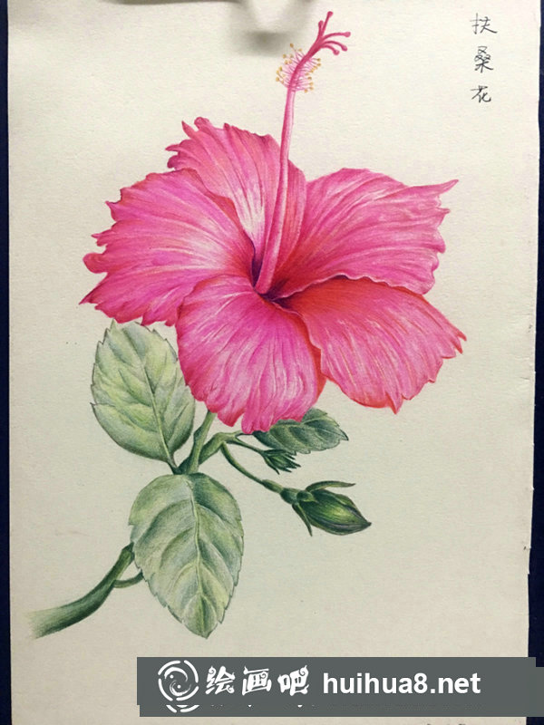 彩鉛教程畫(huà)簡(jiǎn)單花卉
