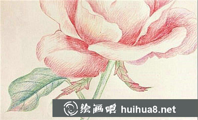 彩鉛畫花卉繪畫教程：桃花