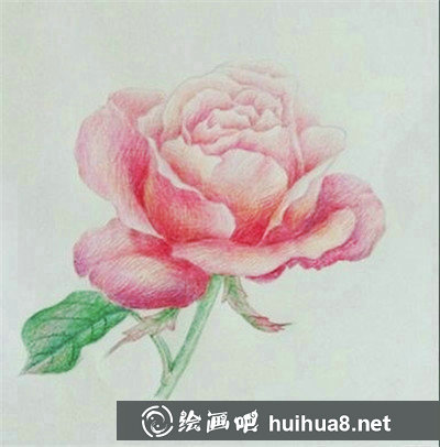 彩鉛畫花卉繪畫教程：桃花