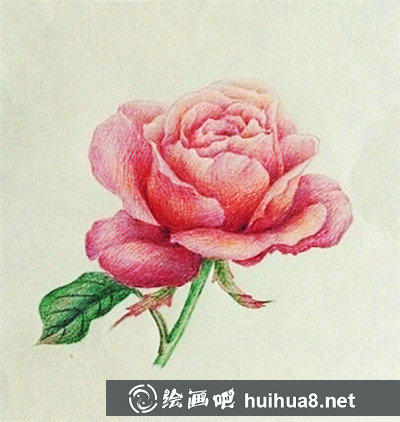 彩鉛畫花卉繪畫教程：玫瑰花