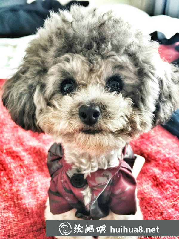 泰迪怎么用彩鉛畫