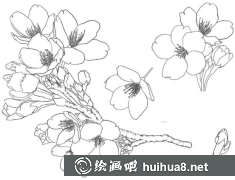白描花卉入門教程：花卉結(jié)構(gòu)形態(tài)解析