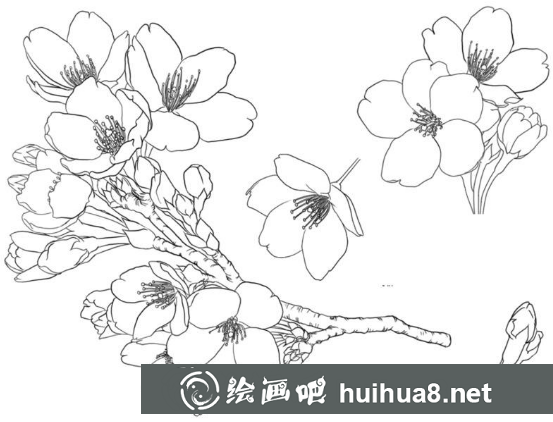 白描花卉入門教程：花卉的結(jié)構(gòu)形態(tài)講解