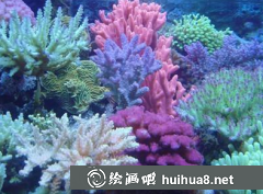 兒童畫珊瑚教程珊瑚繪畫步驟