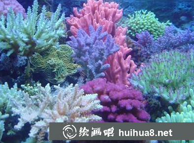 兒童畫珊瑚怎么畫?