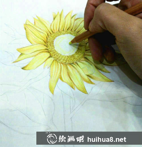 向日葵彩鉛畫教程
