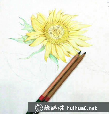 向日葵彩鉛畫教程