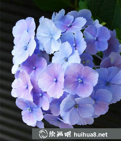 插畫花卉教程