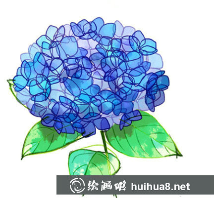 繡球花畫法步驟