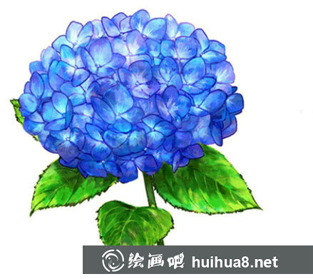 繡球花畫法步驟