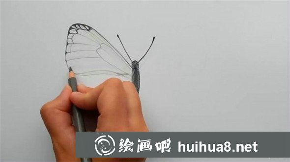 蝴蝶怎么畫?簡(jiǎn)單的蝴蝶手繪彩鉛畫教程