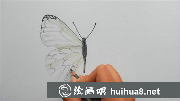 蝴蝶怎么畫?簡(jiǎn)單的蝴蝶手繪彩鉛畫教程