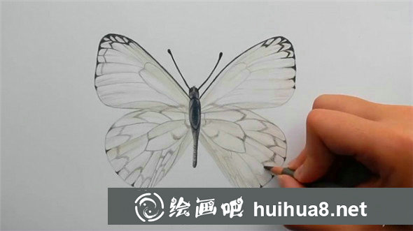 蝴蝶怎么畫?簡(jiǎn)單的蝴蝶手繪彩鉛畫教程