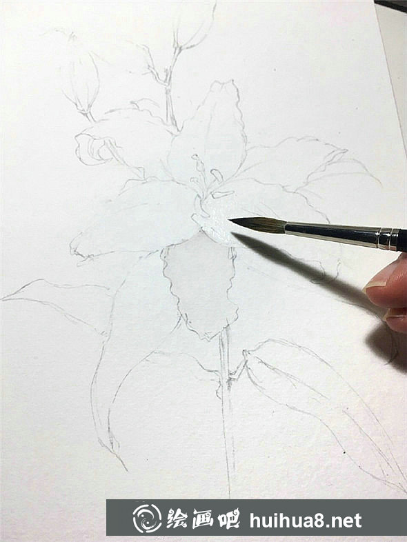 百合花怎么畫?百合花水彩畫的具體畫法步驟