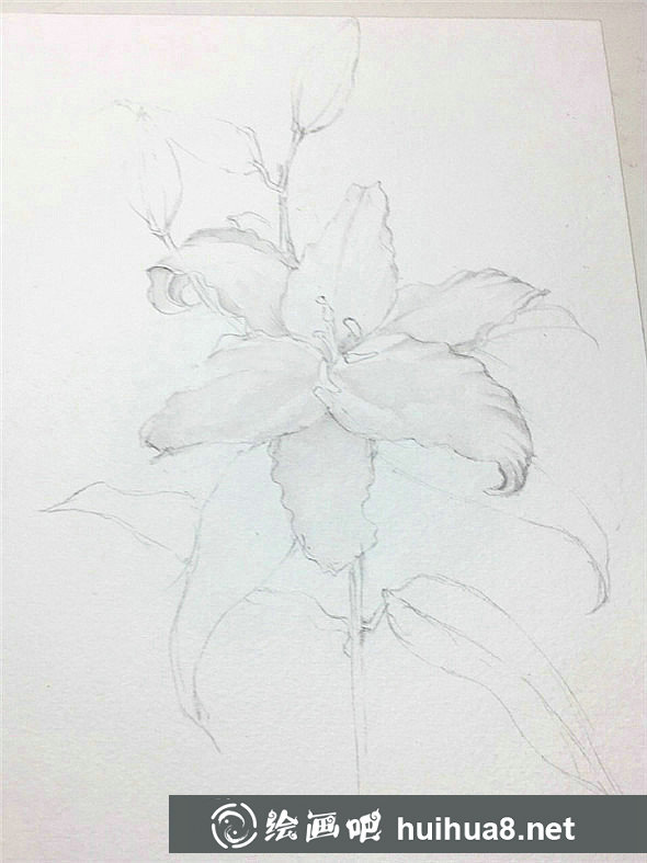 百合花怎么畫?百合花水彩畫的具體畫法步驟