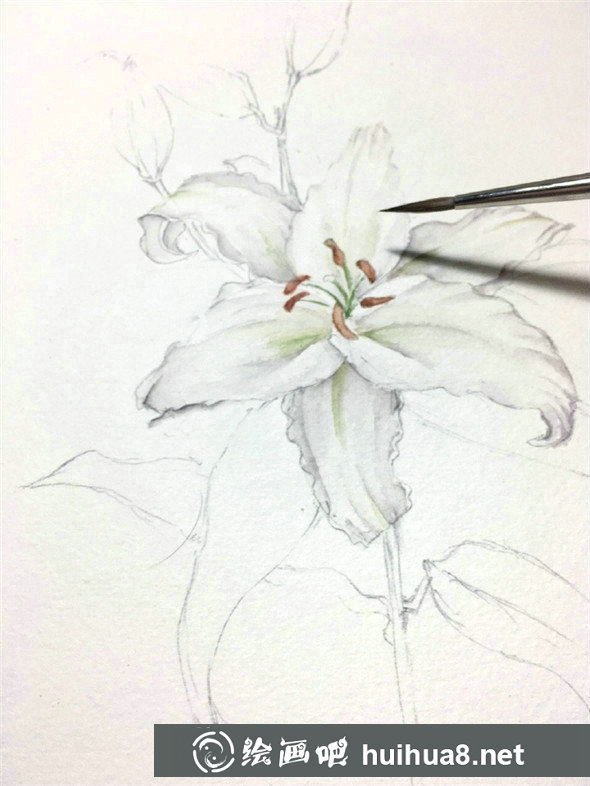 百合花怎么畫?百合花水彩畫的具體畫法步驟