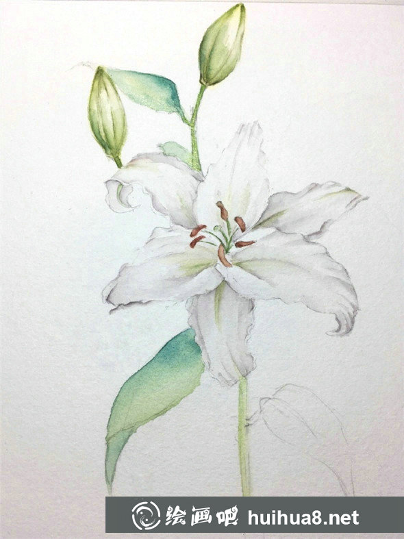 百合花怎么畫?百合花水彩畫的具體畫法步驟