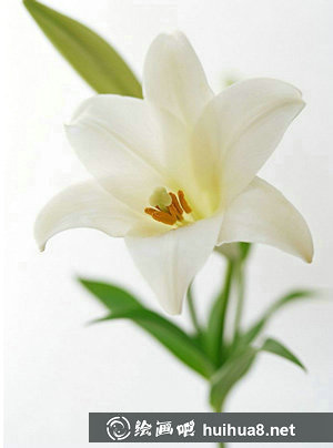 百合花怎么畫?百合花水彩畫的具體畫法步驟