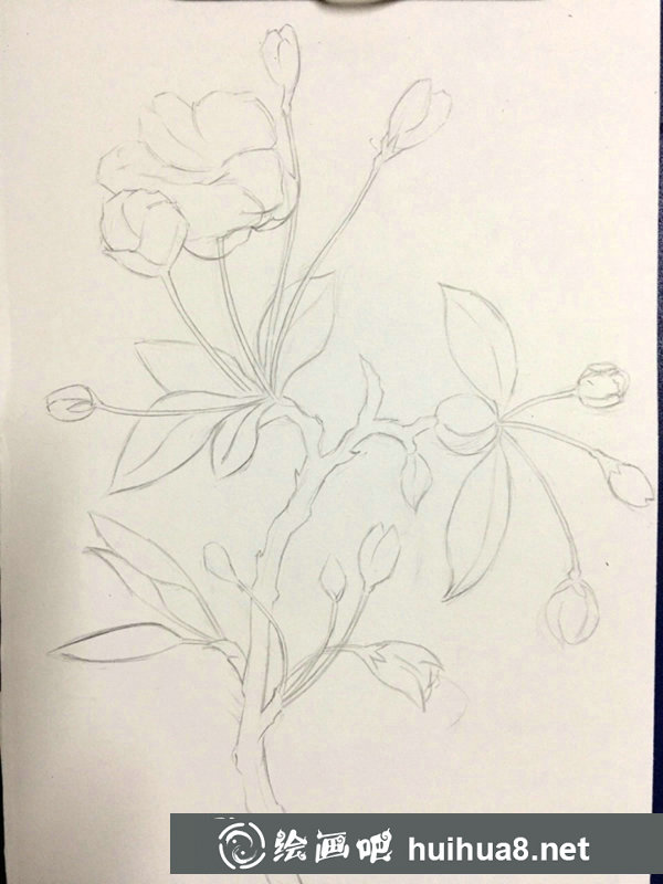 彩鉛畫海棠花