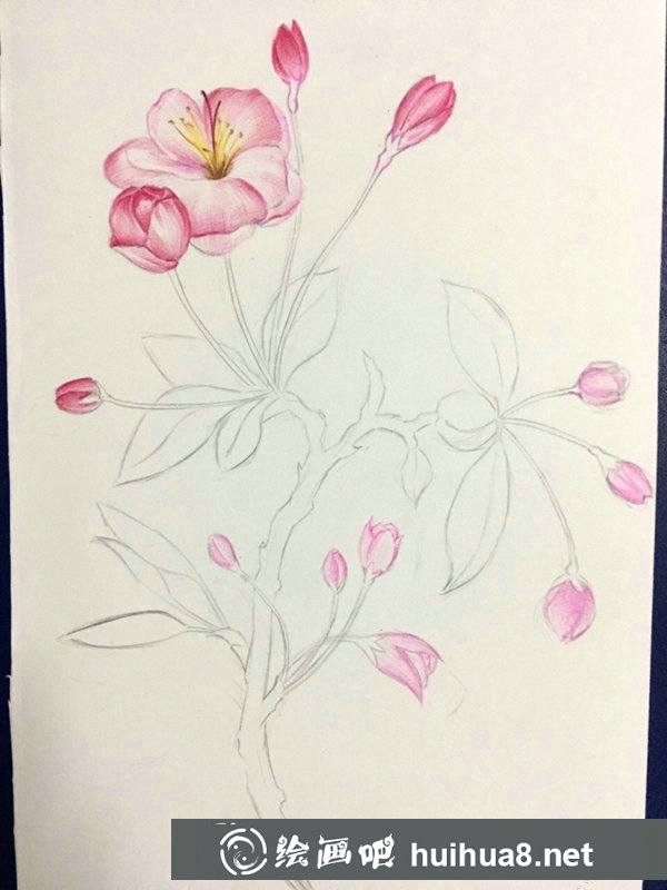 彩鉛畫海棠花