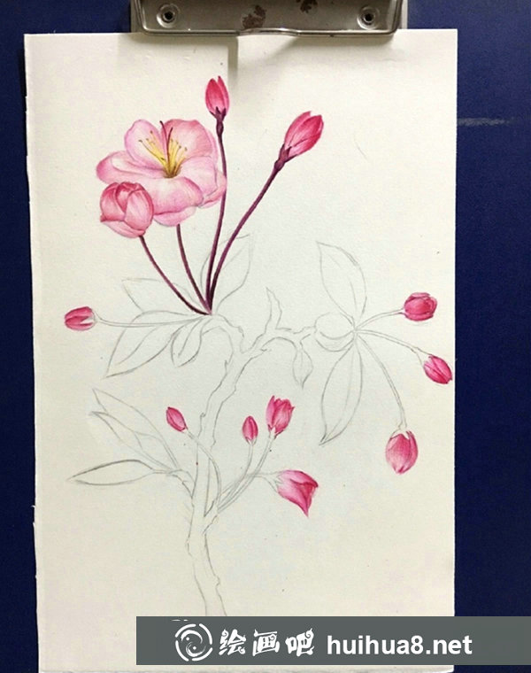 彩鉛畫海棠花