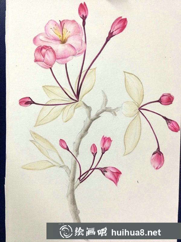 彩鉛畫海棠花