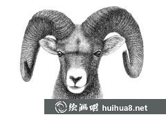 鋼筆畫教程羊鋼筆畫畫法