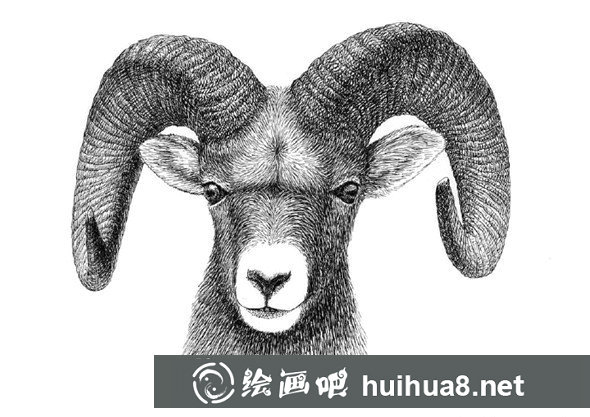 貓咪鋼筆畫作品展示
