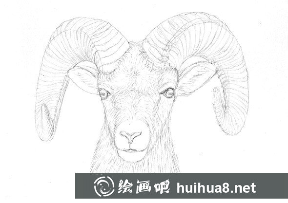 貓咪鋼筆畫輪廓