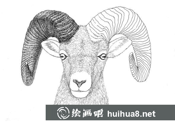 貓咪鋼筆畫排線