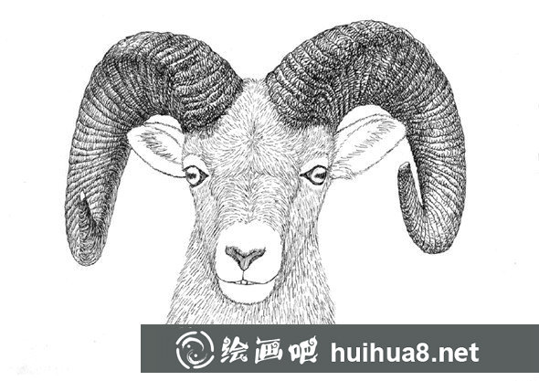 貓咪鋼筆畫表情細(xì)節(jié)