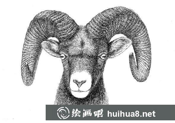 貓咪鋼筆畫完成效果
