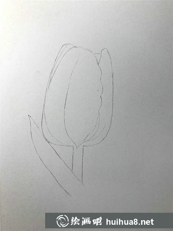 彩鉛畫入門：郁金香彩鉛畫畫法