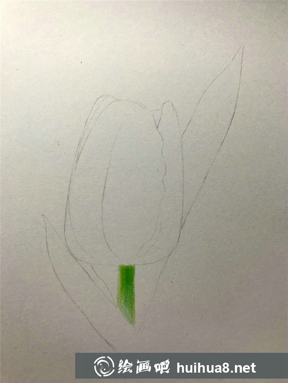 彩鉛畫入門：郁金香彩鉛畫畫法