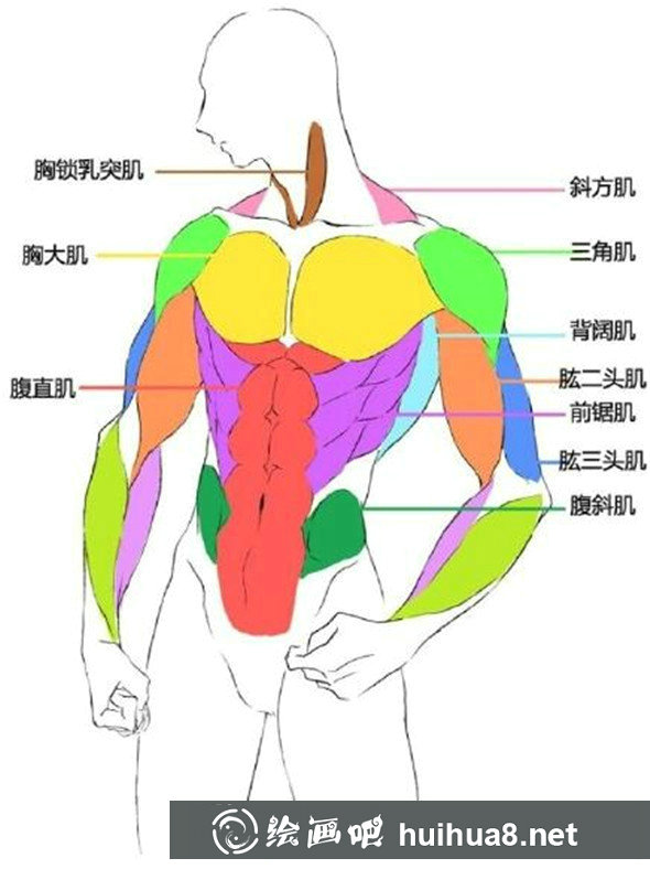 漫畫教程：人體肌肉結(jié)構(gòu)素材講解具體畫法分析