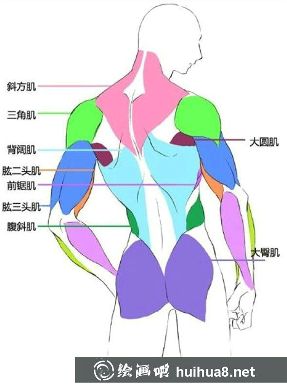 漫畫教程：人體肌肉結(jié)構(gòu)素材講解具體畫法分析