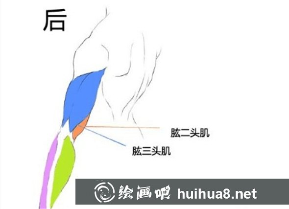漫畫教程：人體肌肉結(jié)構(gòu)素材講解具體畫法分析