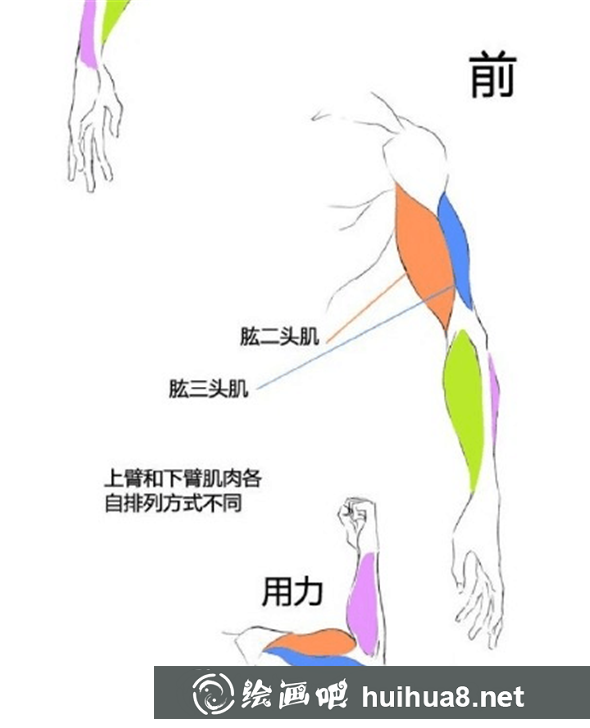 漫畫教程：人體肌肉結(jié)構(gòu)素材講解具體畫法分析