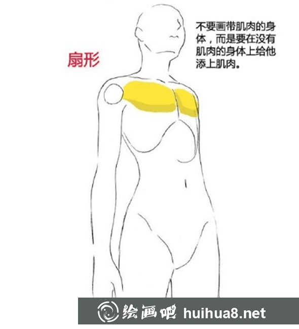 漫畫教程：人體肌肉結(jié)構(gòu)素材講解具體畫法分析