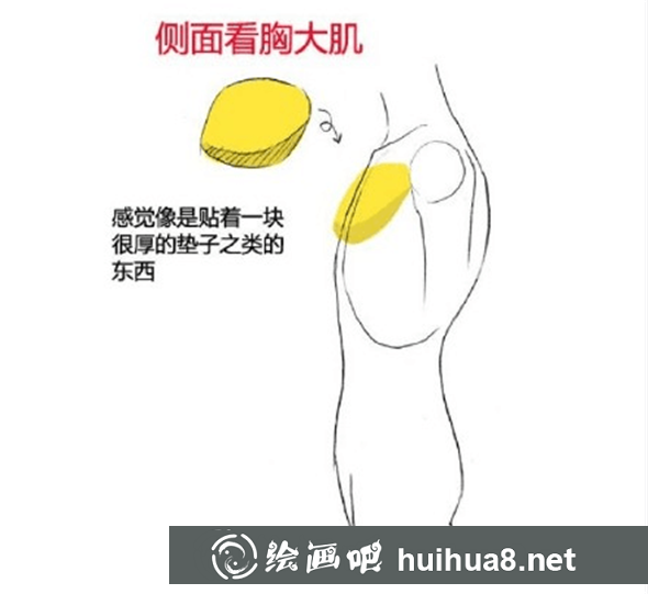 漫畫教程：人體肌肉結(jié)構(gòu)素材講解具體畫法分析