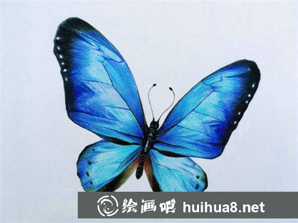 彩鉛畫入門：漂亮的蝴蝶彩鉛畫教程