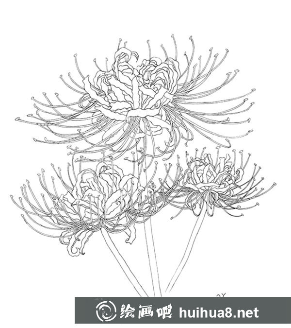 鋼筆畫彼岸花