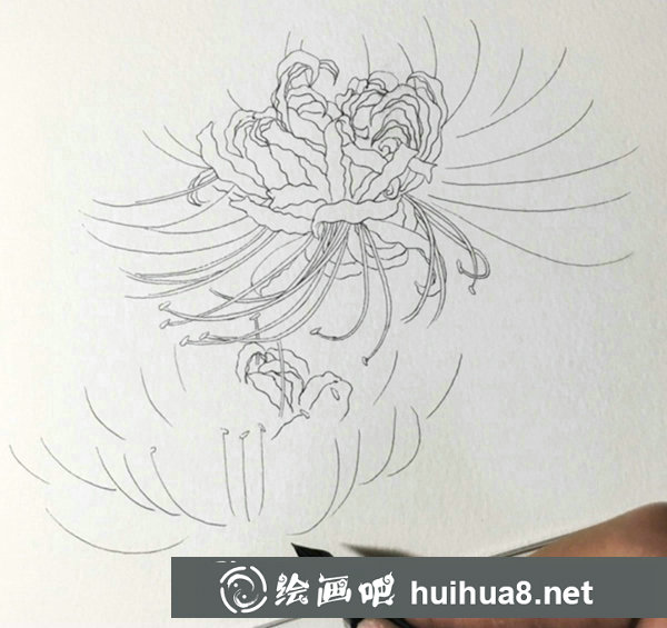 鋼筆畫彼岸花