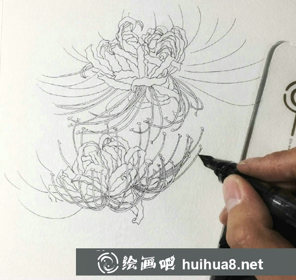 鋼筆畫彼岸花