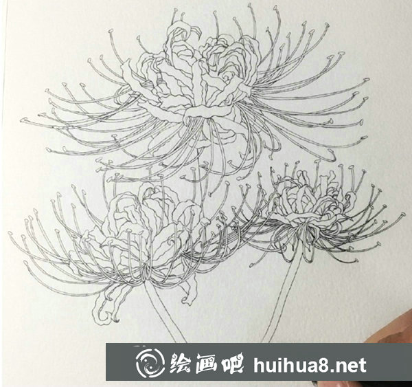 鋼筆畫彼岸花