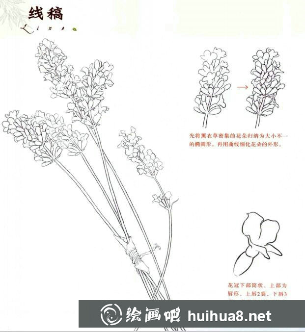 彩鉛薰衣草的畫法步驟